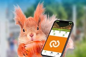 Eichhörnchen und Handy 